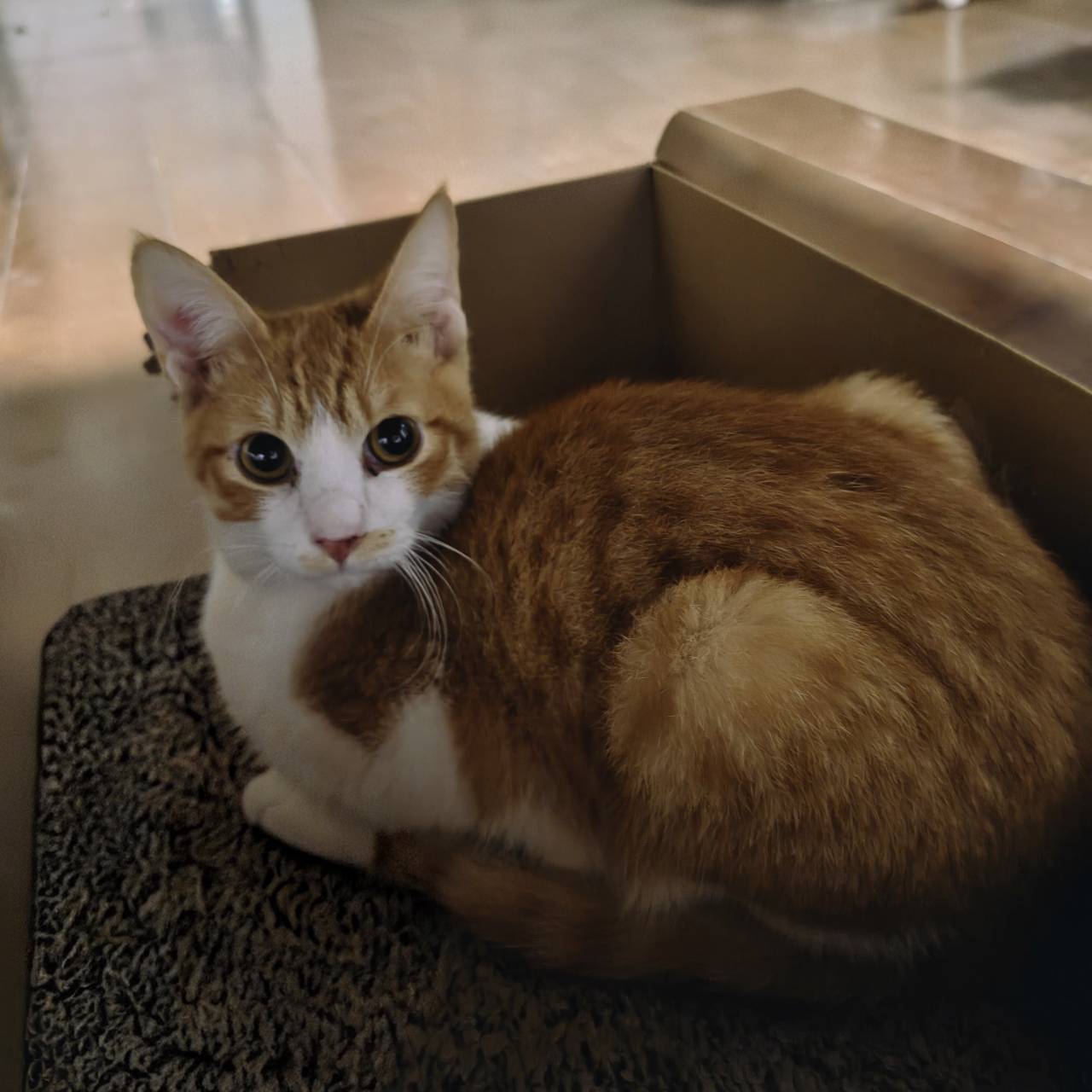 私たちの猫たち