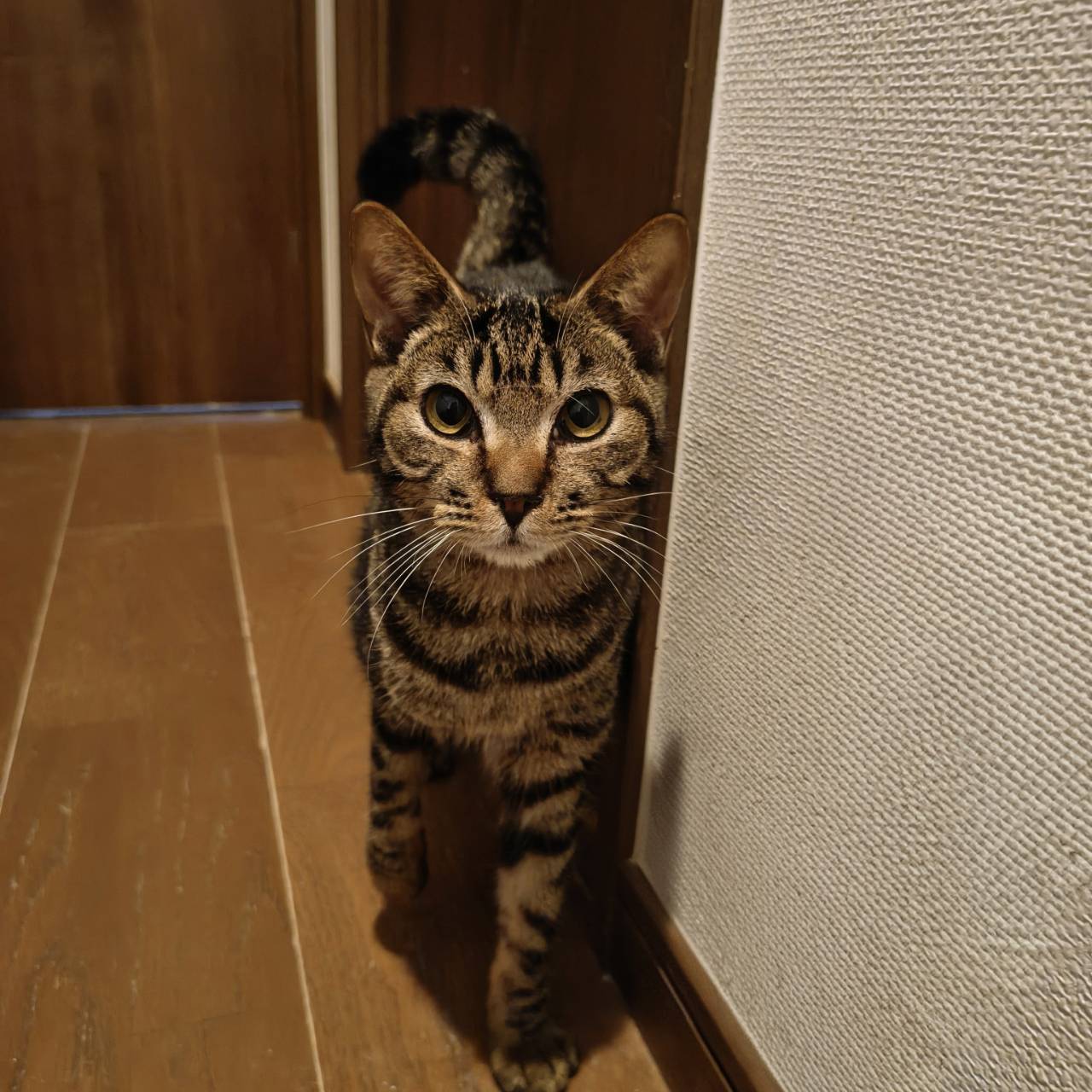保護・譲渡活動